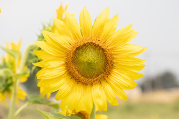 Fototapeta premium close up of blooming sunflower