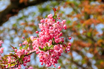 Pink blossoming cherry tree in garden at spring