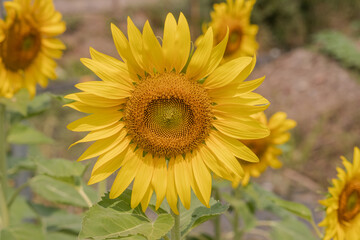 close up of blooming sunflower