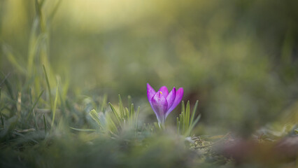 Krokusse (Crocus) im Frühling