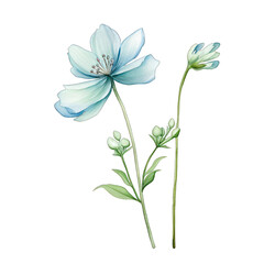 Fototapeta premium a delicate botanical illustration of a leafy plant