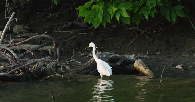 Little egret wades through the waves at the edge of river, broken tree on shore