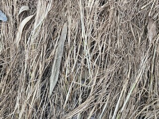 Dried Vetiver grass texture background 