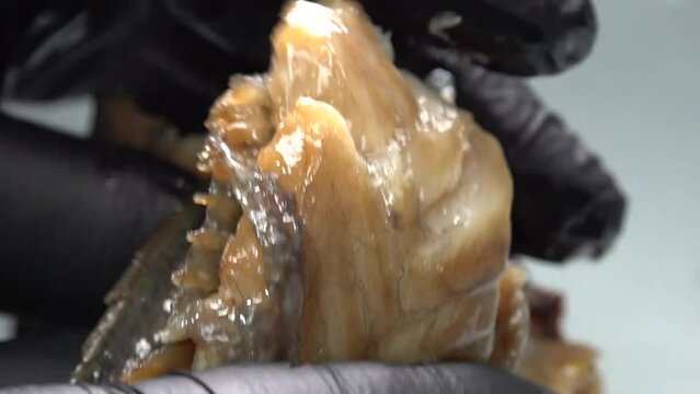 쫀득하고 고소한 보리굴비를 반으로 잘라 보이는 부드러운 살점