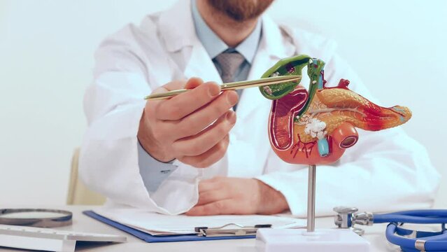 Doctor showing pen on plastic model human pancreas closeup