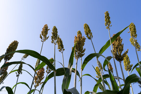 Sorghum Plantation industry. Field of Sweet Sorghum stalk and seeds. Millet field. Agriculture field of sorghum, Healthy nutrients. cultivation millet fields. Biofuel and new boom Food.