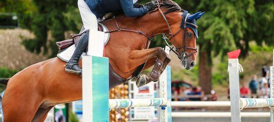 Brown horse with rider over the jumping obstacle, side view