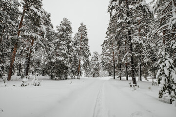 hiking trail in a snowy winter forest after a snowfall