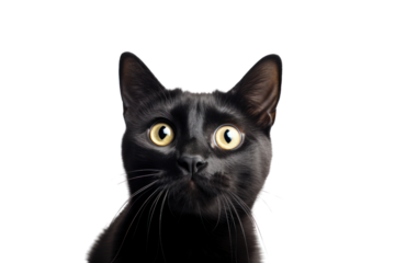 Funny black shorthair cat picture Looks surprised isolated on transparent background,png file