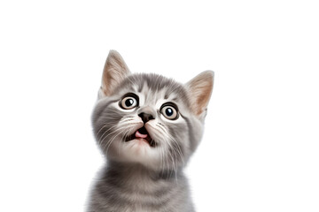 Cute funny kitten isolated on transparent background,png file