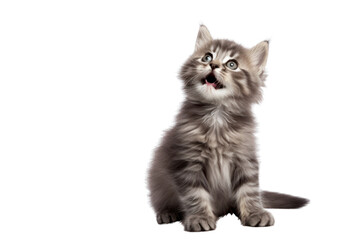 Fototapeta premium Cute funny kitten isolated on transparent background,png file