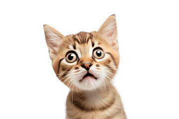 Obraz premium funny kitten. isolated on transparent background,png file
