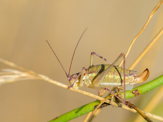 A green grasshopper sitting on a plant