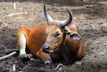 Wild cattle found in Southeast Asia known as (Bos javanicus)