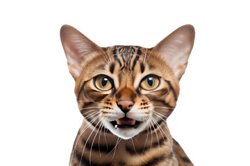 brown Bengal cat making a funny face, licking its lips isolated on transparent background,png file
