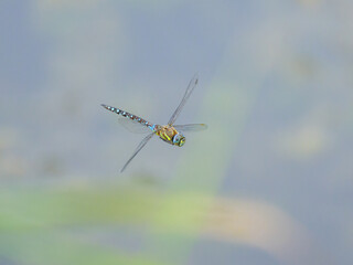 A colorful migrant hawker flying over water
