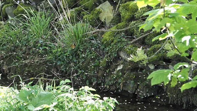 Insects over stream, Yorkshire Dales