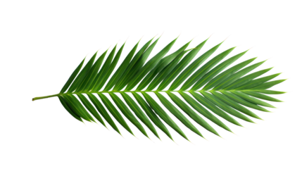 Single white palm leaf isolated on transparent background,png file
