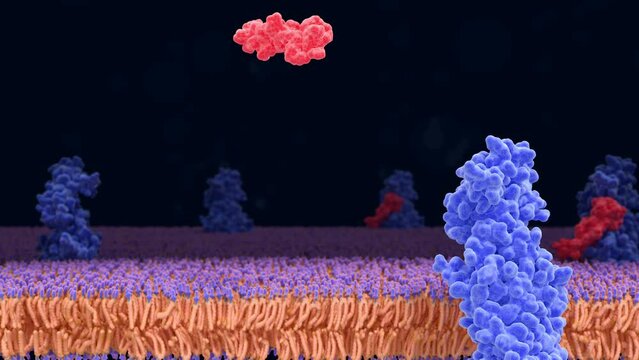 Semaglutide drug binding to GLP-1 receptor