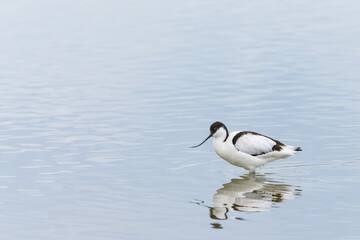 A Pied Avocet walking in shallow water