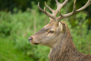 A stag in a park in autumn