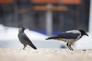 A Western Jackdaw walking eating on the ground