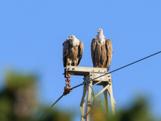 Two Griffon Vultures sitting on an electricity pole