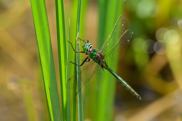 A Brilliant Emerald dragonfly resting on a plant