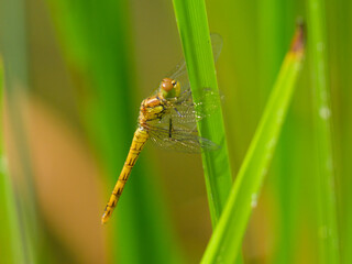 A common darter dragonfly resting in the sun