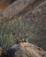 Leopards of Jawai