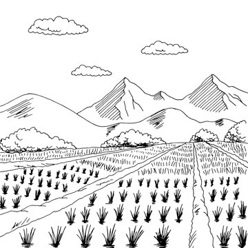 Rice field graphic black white landscape sketch illustration vector 