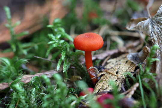 Vermilion waxcap, Hygrocybe miniata, also called Hygrophorus miniatus, wild mushroom from Finland