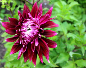 Dahlie rot, rote Dahlie, Dalie, Dalien, Blüte pink, rosa, magenta, violett