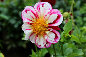 Obraz premium Dahlie rot, rote Dahlie, Dalie, Dalien, Blüte pink, rosa, magenta, weiß