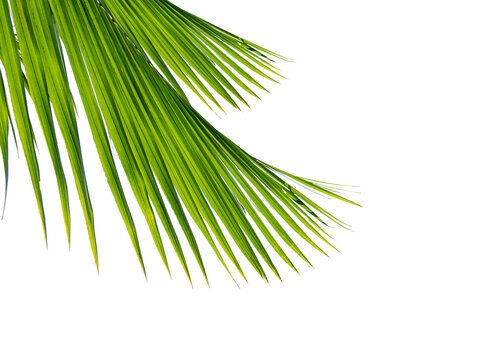 Abstract background of palm leaves or coconut leaves on top. Natural pattern, Copy space or empty. For advertisements, business cards, brochures and white backgrounds.