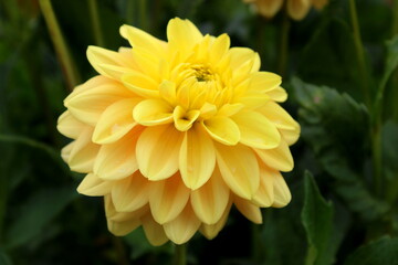 Dahlie gelb gelbe Blume Blüte Garten 