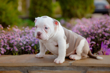 American Bully puppy on a walk in flowers