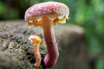Vibrant yellow oyster mushroom on leaf in nature