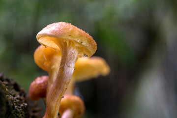 mushroom in the forest