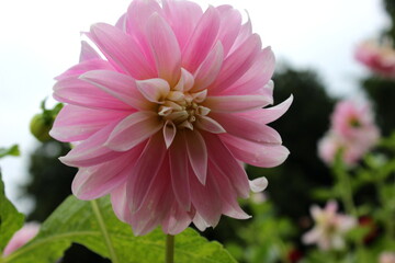 Dahlie rosa-pink Blüte, Garten 