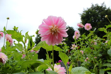 Dahlie rosa-pink Blüte, Garten 