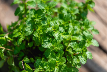 Mint growing in a mint plant pot, fresh green mint leaves in sunlight close up image.