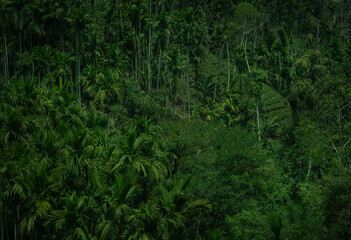 Obraz premium Rainforest jungle aerial view, with palms