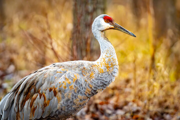 Golden Hour Elegance: Sandhill Crane in Sunset Glow