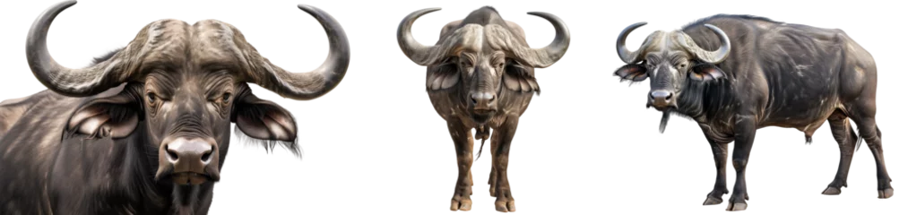 Deurstickers Buffel African buffalo collection (portrait, front view, side view) isolated on a white background, animal bundle