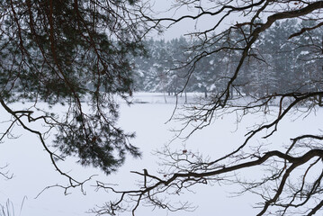 WINTER ATTACK - Tree branches on the shore of a frozen and snow covered lake