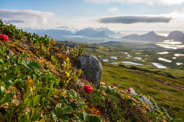 A cloudberry (rubus chamaemorus) in its natural habitat in Lofoten, Norway, on a mountain overlooking the green landscape, partly cloudy sky - obrazy, fototapety, plakaty