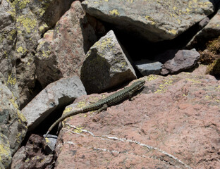 Common Wall Lizard on a red-brown stone