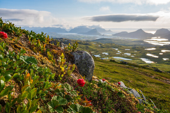 A cloudberry (rubus chamaemorus) in its natural habitat in Lofoten, Norway, on a mountain overlooking the green landscape, partly cloudy sky