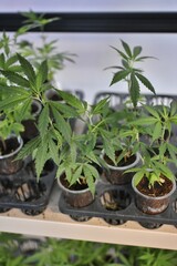 Cannabis seedlings in planting pots